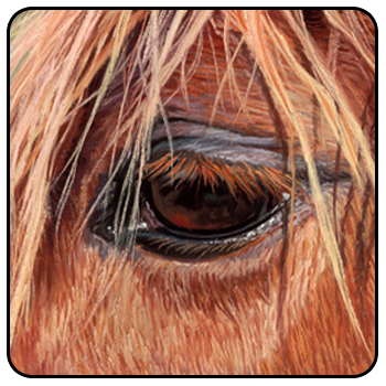 Equine Interactive Psychotherapy